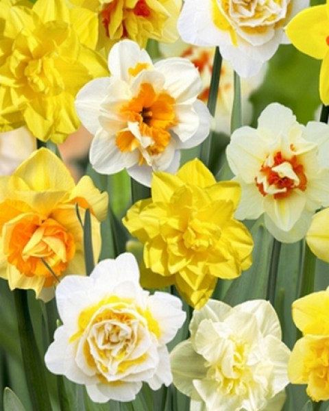 narcis double mix